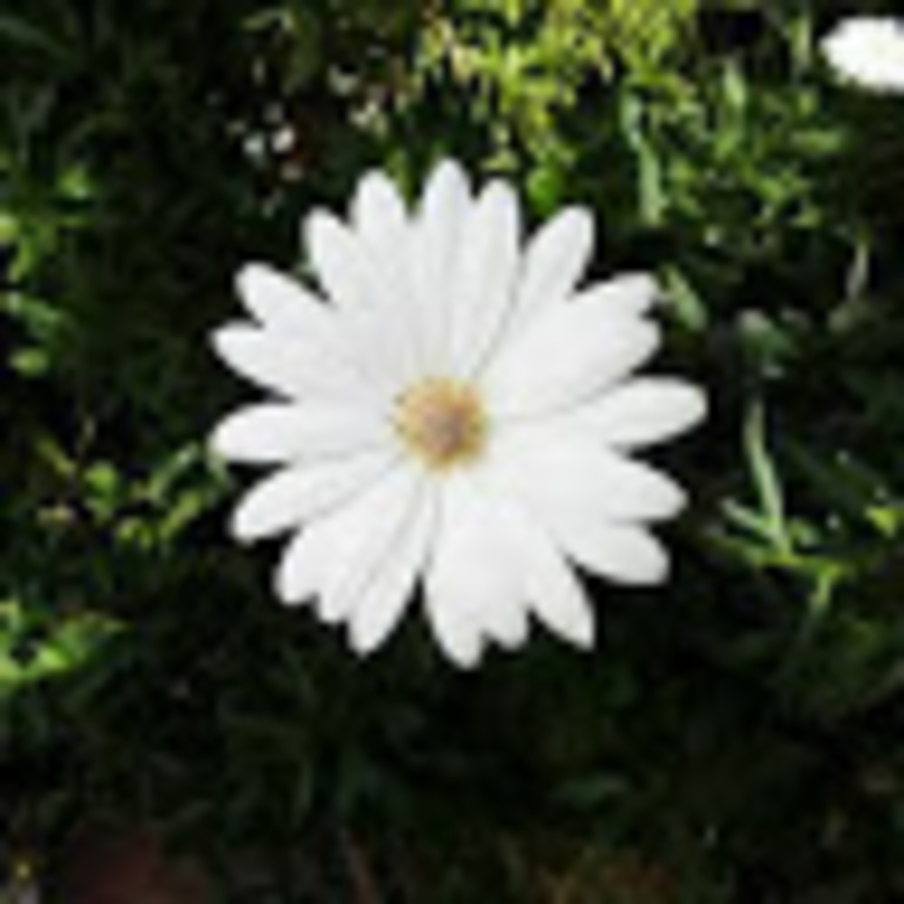 Meet your Posher, Sandy